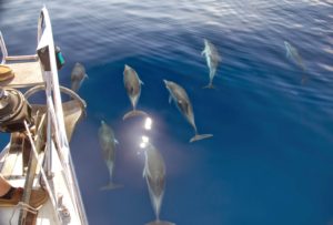 dolphins1aeolianislands